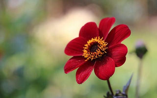 Dahlias: Dazzling late summer colour; wonderful flowers for cutting