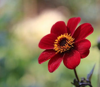 Dahlias: Dazzling late summer colour; wonderful flowers for cutting