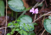 What was in flower in my garden on Christmas Day?