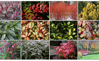 10 Best Evergreen Shrubs For Winter Interest
