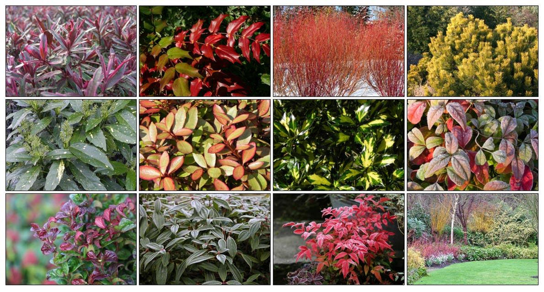 10 Best Evergreen Shrubs For Winter Interest