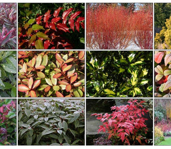 10 Best Evergreen Shrubs For Winter Interest