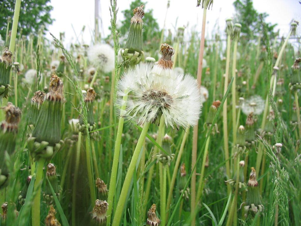 Weeds: Planning The Battle & Winning The War