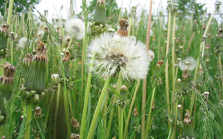 Weeds: Planning The Battle & Winning The War