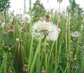 Weeds: Planning The Battle & Winning The War