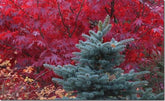 Evergreens for the winter garden: conifers learn to love them