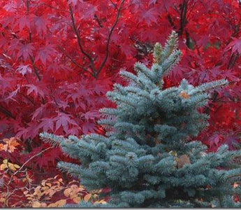 Evergreens for the winter garden: conifers learn to love them