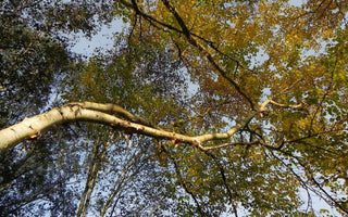 The sound of a garden