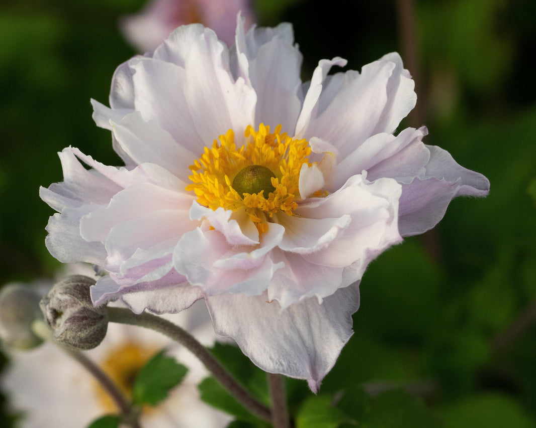 New Plant Awards 2020