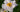 New Plant Awards 2020