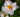 New Plant Awards 2020