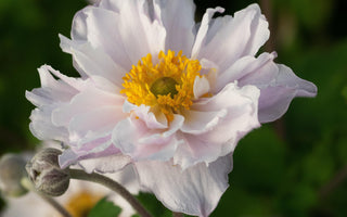 New Plant Awards 2020