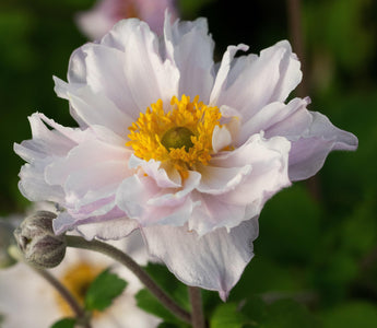 New Plant Awards 2020