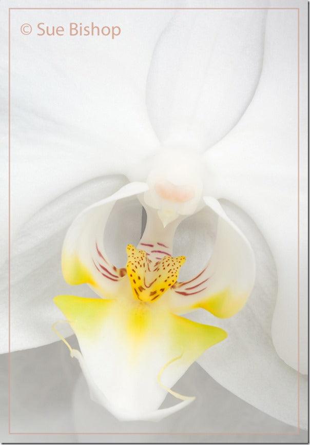 Flower Photography: Focus Stacking