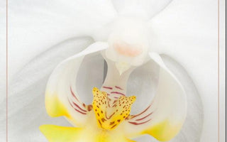 Flower Photography: Focus Stacking