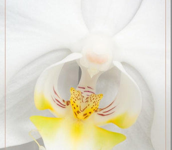 Flower Photography: Focus Stacking