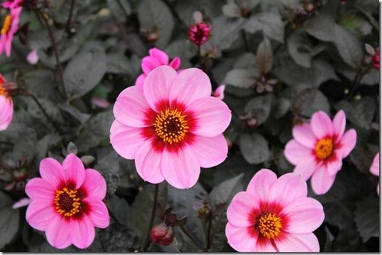 Dahlias &ndash; summer bloom for late colour and cut flowers; perfect for pollinators