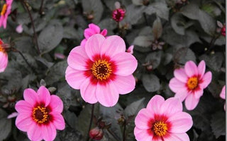 Dahlias &ndash; summer bloom for late colour and cut flowers; perfect for pollinators