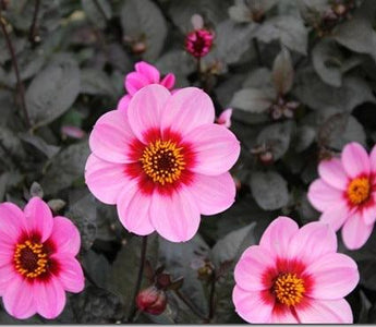 Dahlias &ndash; summer bloom for late colour and cut flowers; perfect for pollinators