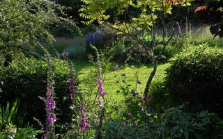 Sandhill Farm: my garden in Hampshire, England