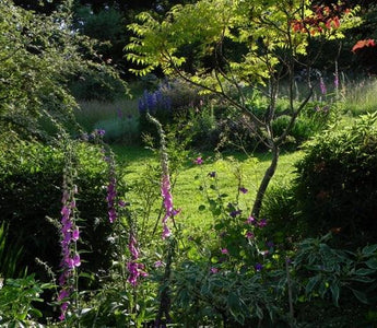 Sandhill Farm: my garden in Hampshire, England