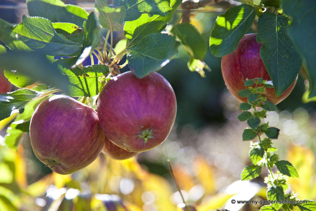 Summer Pruning: Apple Trees, Wisteria, and Other Shrubs