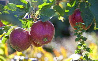 Summer Pruning: Apple Trees, Wisteria, and Other Shrubs