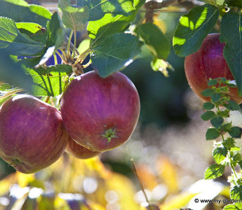 Summer Pruning: Apple Trees, Wisteria, and Other Shrubs