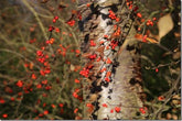 Early Winter Jewels &ndash; a walk in the winter garden