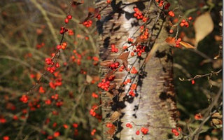 Early Winter Jewels &ndash; a walk in the winter garden