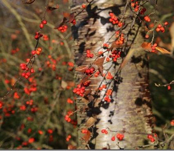 Early Winter Jewels &ndash; a walk in the winter garden