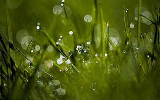 Specular Highlights