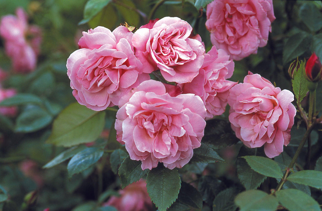 Summer Rose Maintenance