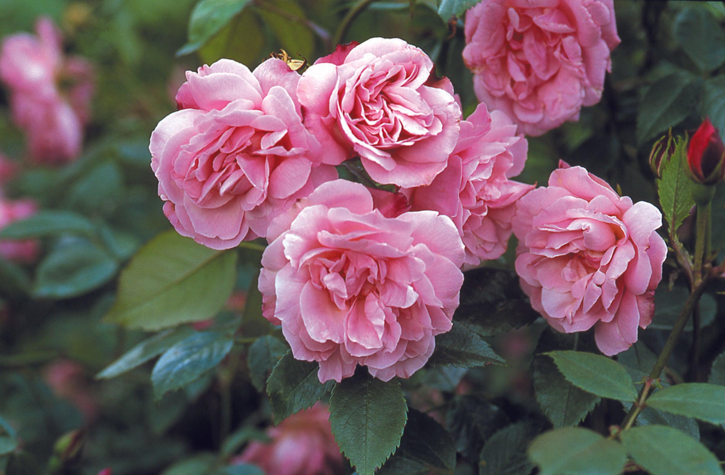 Summer Rose Maintenance