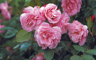 Summer Rose Maintenance