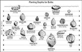 Really useful bulb planting guide