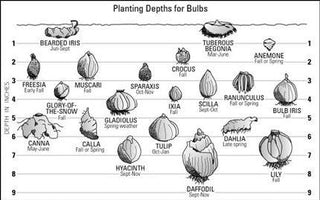 Really useful bulb planting guide