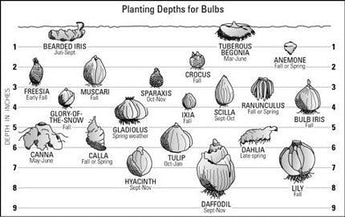 Really useful bulb planting guide