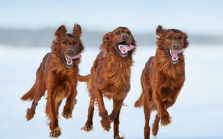 6 Tips For Consistently Sharp Photos