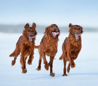 6 Tips For Consistently Sharp Photos