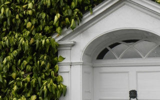 How to plant a small urban garden