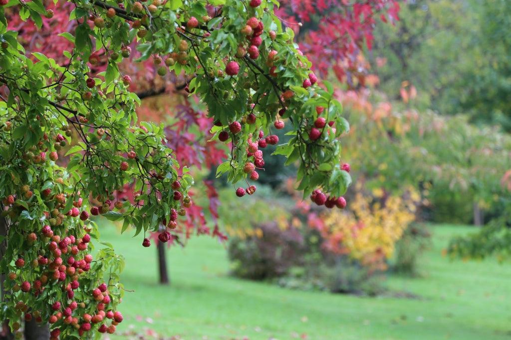 Autumn Inferno: Shrubs for Fall Foliage