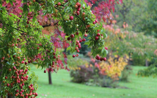 Autumn Inferno: Shrubs for Fall Foliage