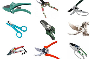Which Secateurs Should I Buy?