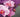How To Grow Orchids