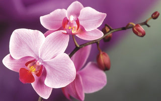 How To Grow Orchids