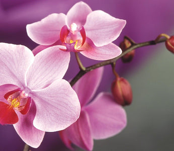 How To Grow Orchids