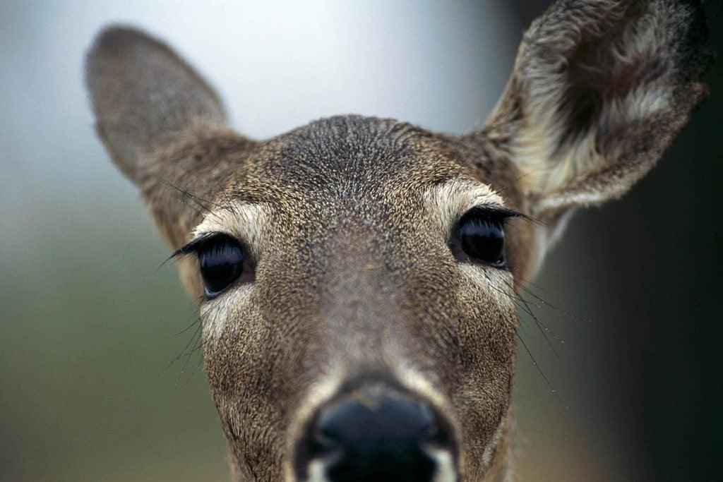 Deer in the garden; deer proof plants & rabbit resistant too..