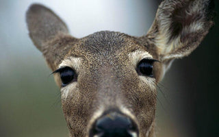 Deer in the garden; deer proof plants & rabbit resistant too..