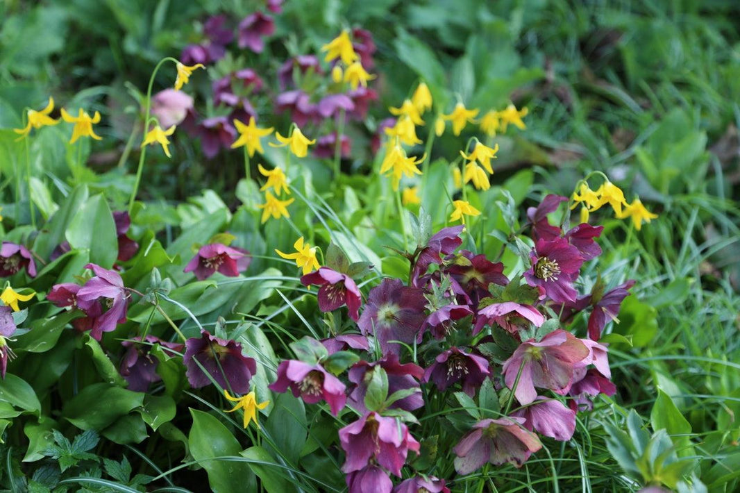 What to plant under trees